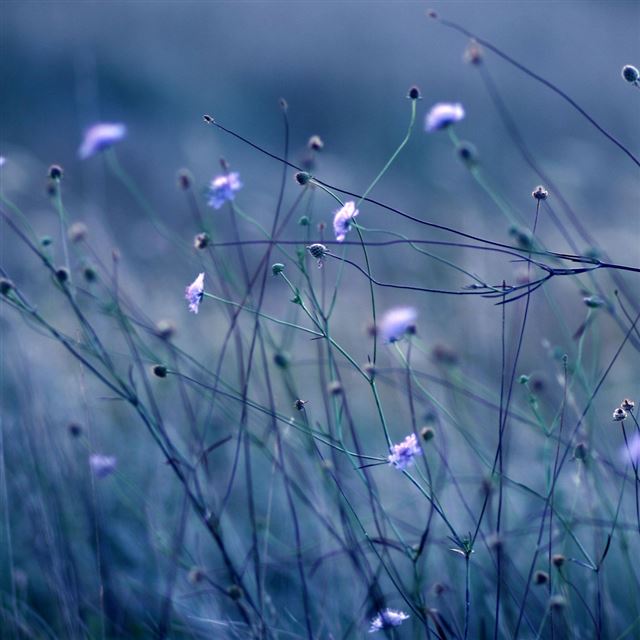1024x1024 Flower diameter - bokeh iPad Wallpaper