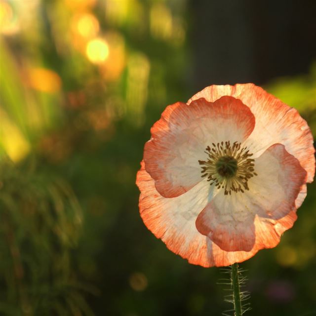 1024x1024 Opened poppy - bokeh iPad Wallpaper