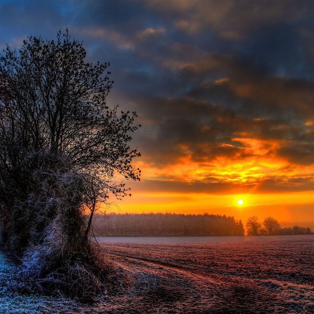 1024x1024 Frosty Sunset - tree iPad Wallpaper