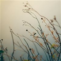 Deadwood bokeh wallpaper