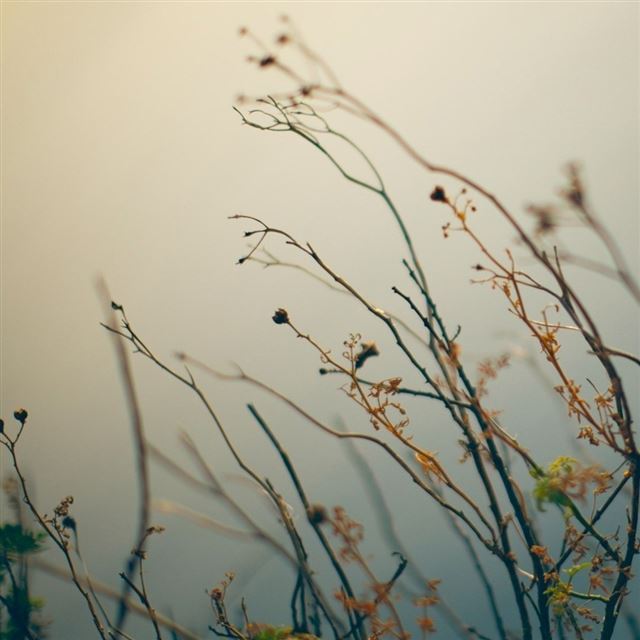 1024x1024 Deadwood bokeh - bokeh iPad Wallpaper