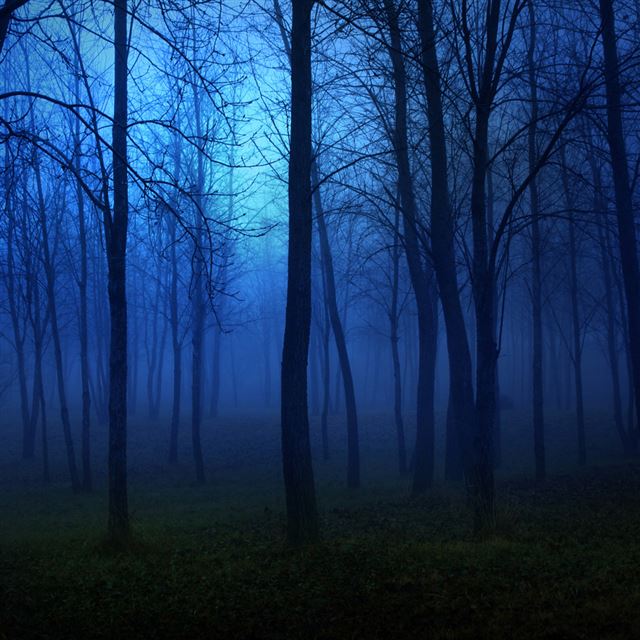 1024x1024 Night in the forest - forest iPad Wallpaper