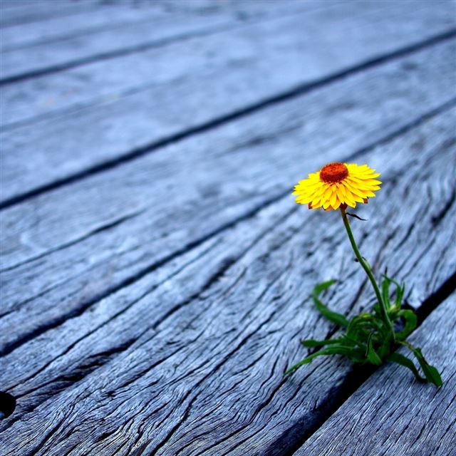 1024x1024 Flower between wooden boards - flower iPad Wallpaper