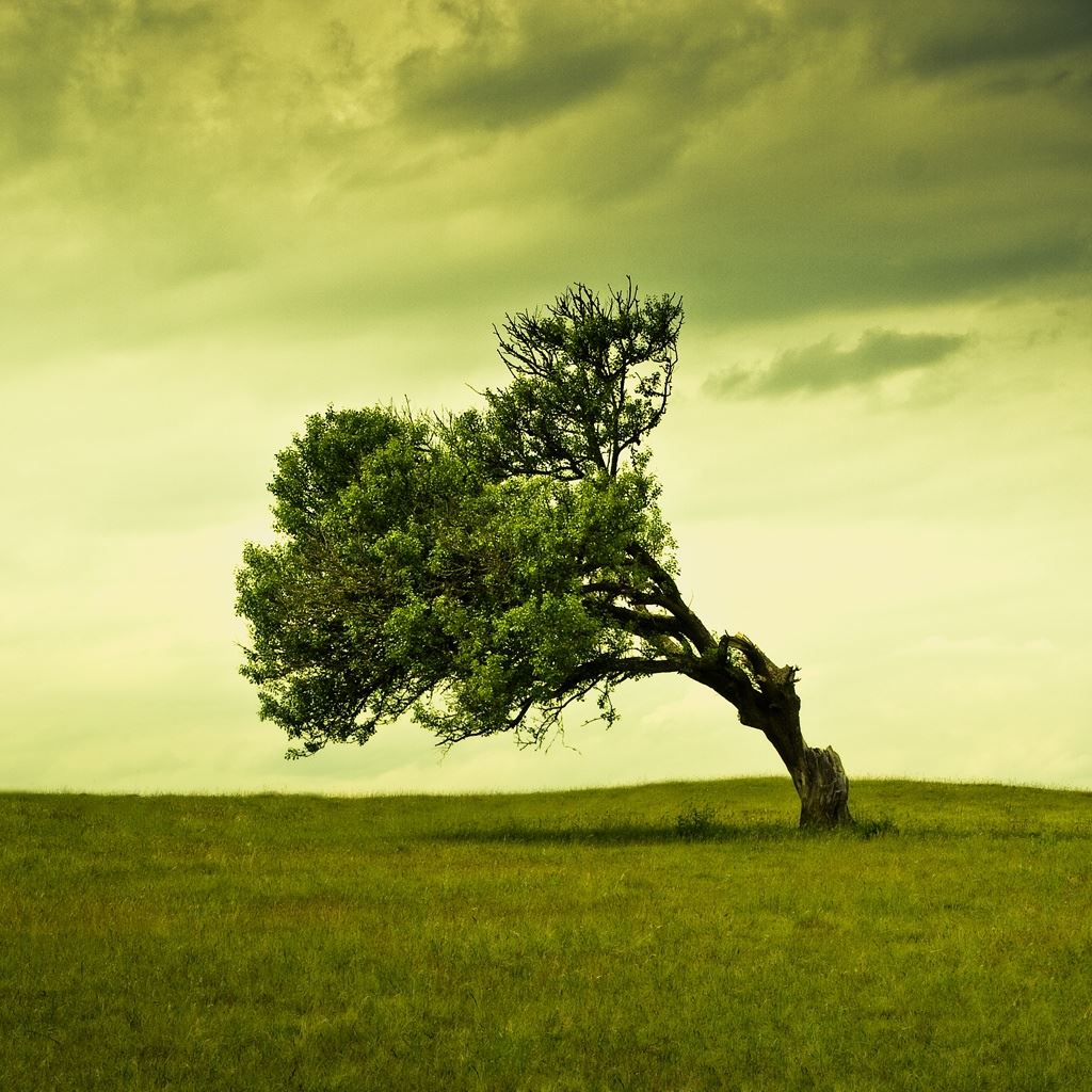 Leaning Tree iPad Wallpapers Free Download