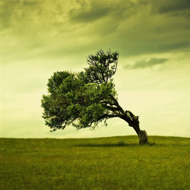 1024x1024 Leaning Tree - green iPad Wallpaper