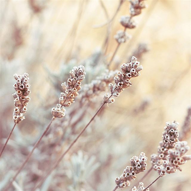 1024x1024 Bright depth of field plants - flower iPad Wallpaper