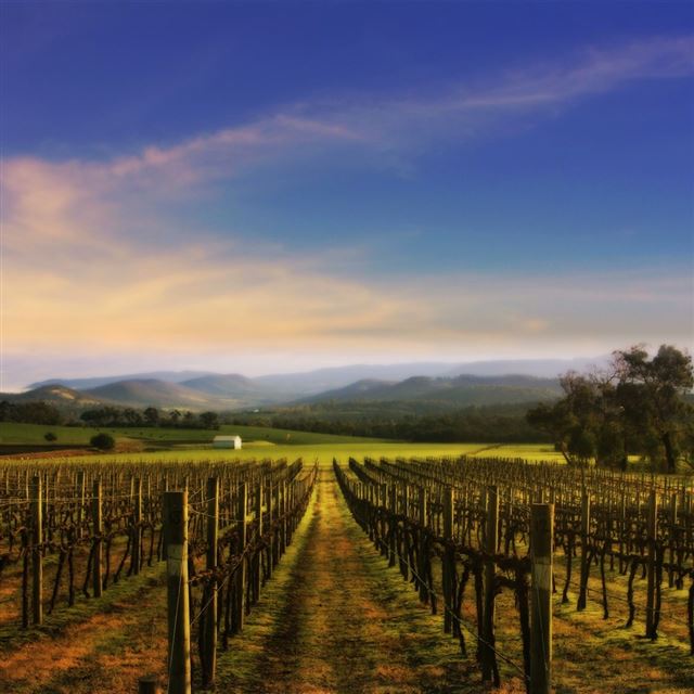 1024x1024 Farmers Field - farmers iPad Wallpaper