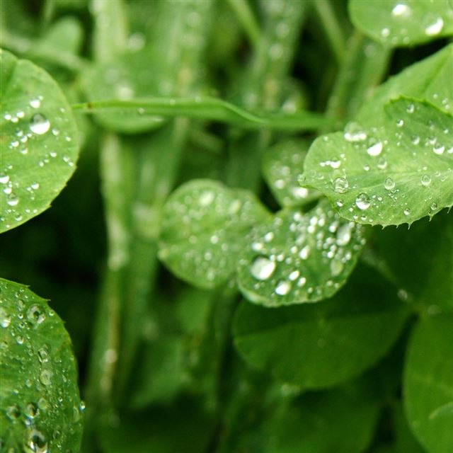 1024x1024 Tiny Green Leaves - leaves iPad Wallpaper