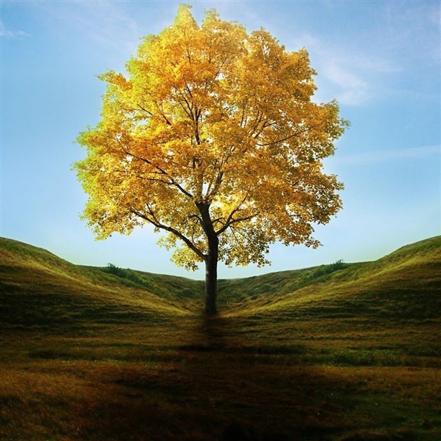 1024x1024 Glowing Tree - tree iPad Wallpaper