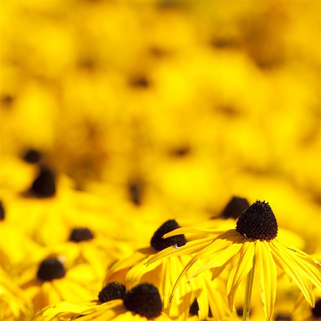 1024x1024 Yellow Flowers - closeups iPad Wallpaper