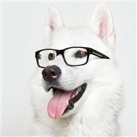 Smart Dog wallpaper