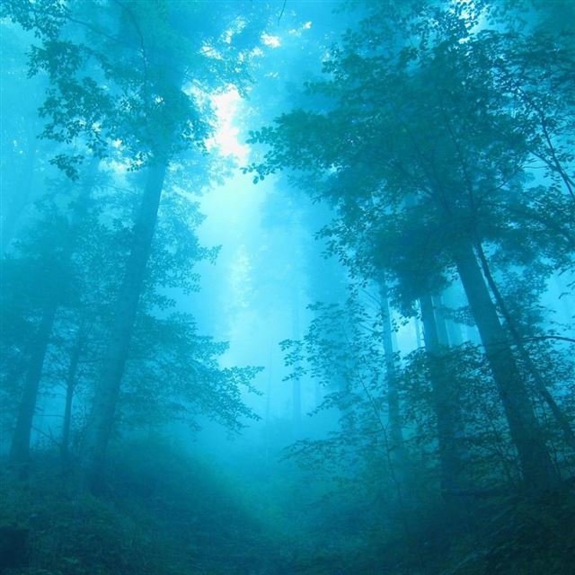 1024x1024 Misty Forest - scenery iPad Wallpaper