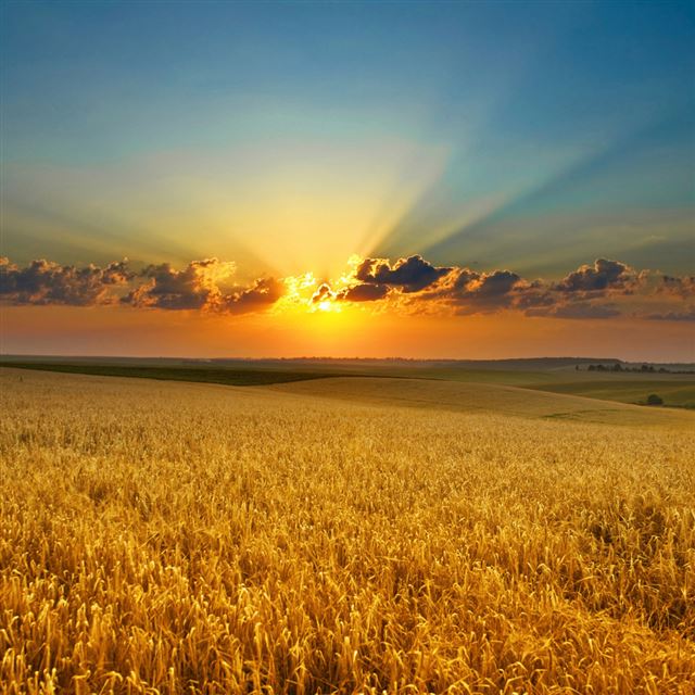 1024x1024 Golden summer field - sunset iPad Wallpaper