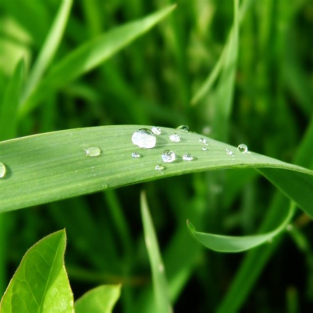 1024x1024 Drops of Rain - drops iPad Wallpaper