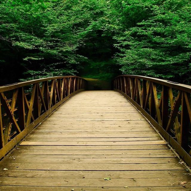 1024x1024 Nature Forest Bridges - tree iPad Wallpaper
