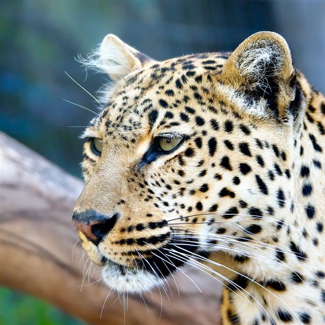 1024x1024 Leopard Stare -  iPad Wallpaper