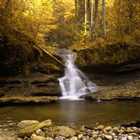 Golden Stream wallpaper