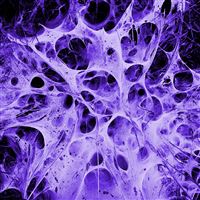 Spiders Nest wallpaper