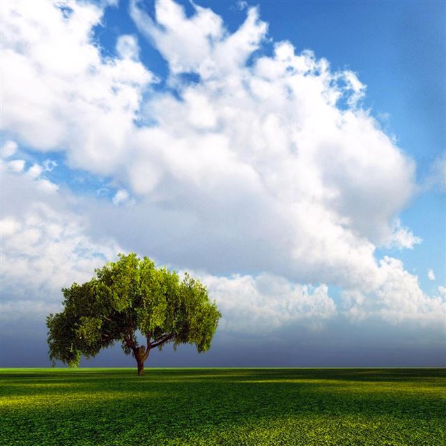 1024x1024 Single Tree - grass iPad Wallpaper
