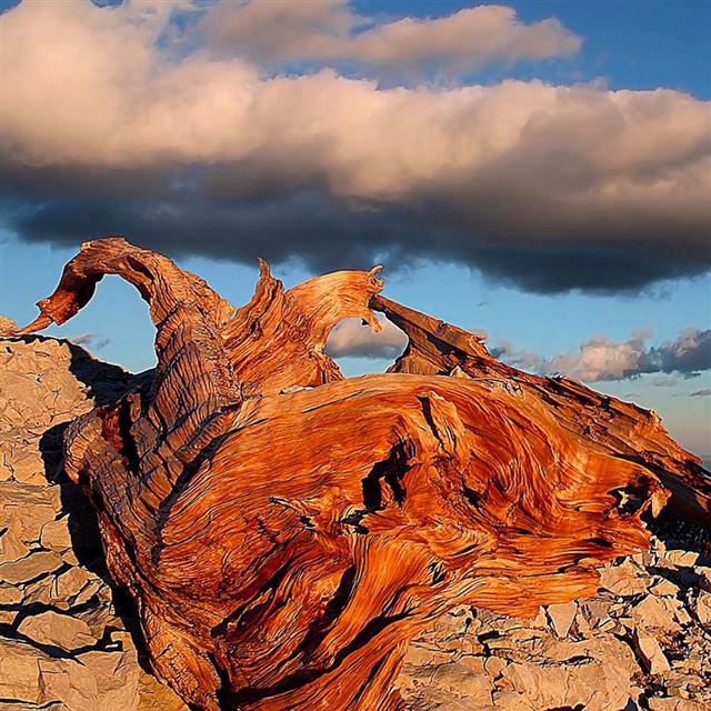 1024x1024 Dead Wood - desert iPad Wallpaper