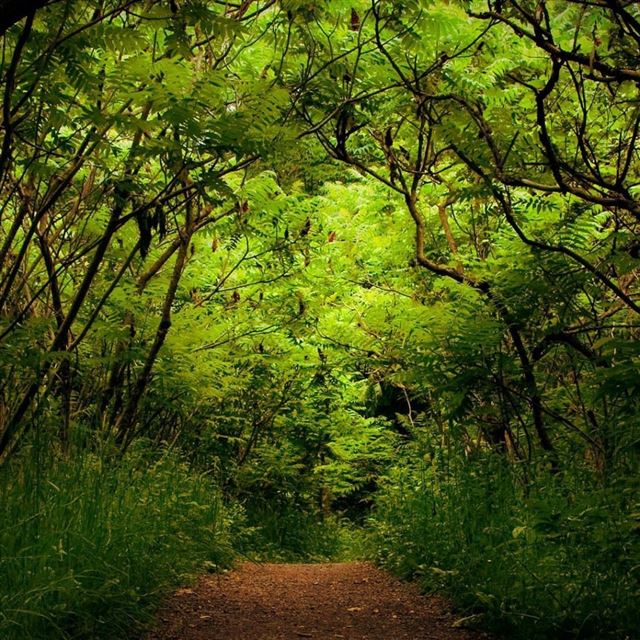 1024x1024 Nature Forest Greens Plants - tree iPad Wallpaper