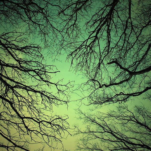 1024x1024 Green sky - tree iPad Wallpaper