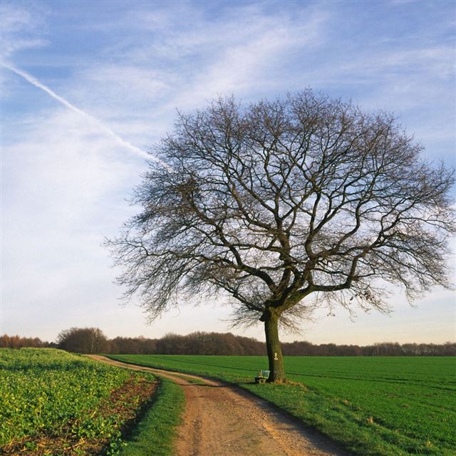 1024x1024 Shiny tree - shiny iPad Wallpaper