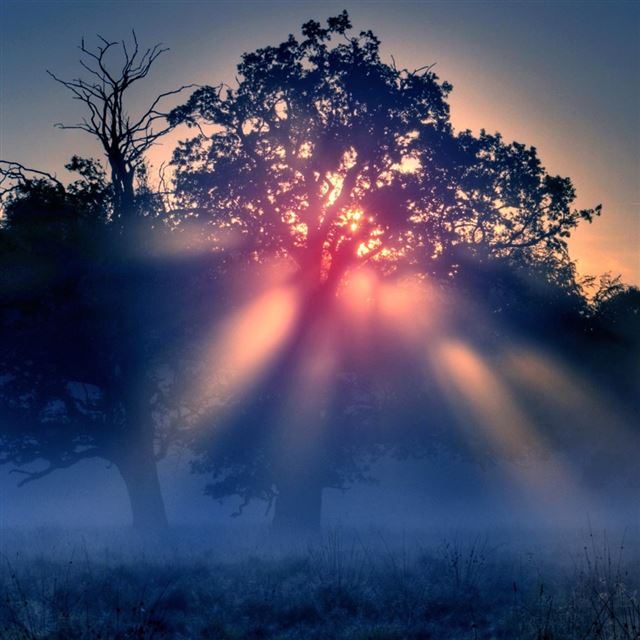 1024x1024 Foggy Sunrise Nature - grass iPad Wallpaper