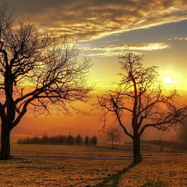 1024x1024 When the night comes - tree iPad Wallpaper