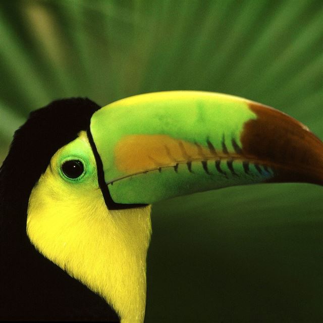 1024x1024 Toucan Bird - fun iPad Wallpaper