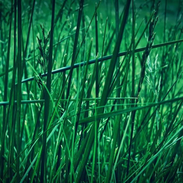1024x1024 Grass - cyan iPad Wallpaper