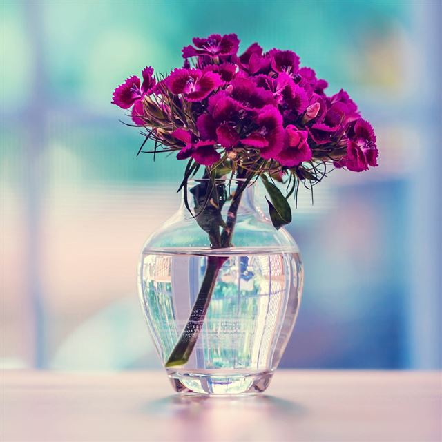 1024x1024 Purple Carnation In A Vase Flower - cyan iPad Wallpaper