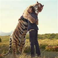 the warm hug with the huge tiger wallpaper