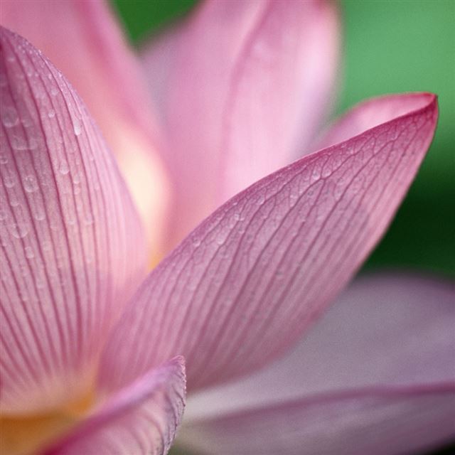 1024x1024 Lotus - summer iPad Wallpaper