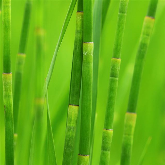 1024x1024 Green reed grass - bokeh iPad Wallpaper