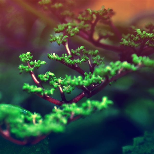 1024x1024 Fresh tree buds - leaf iPad Wallpaper