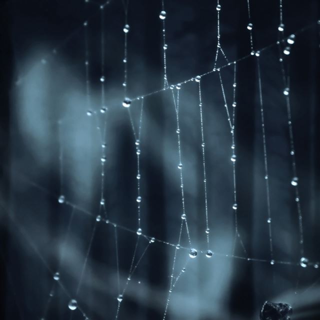 1024x1024 Spider web - spider iPad Wallpaper