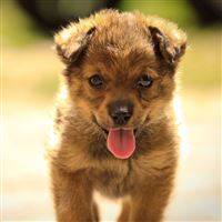 Lovely Puppy wallpaper