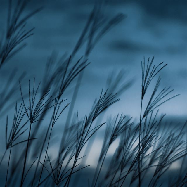 1024x1024 Grass dusk - dusk iPad Wallpaper