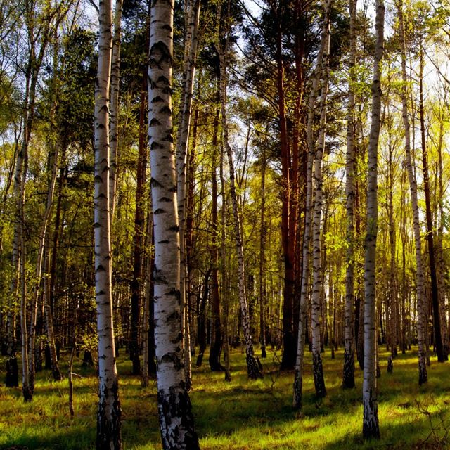 1024x1024 Leafless Birch Forest - tree iPad Wallpaper