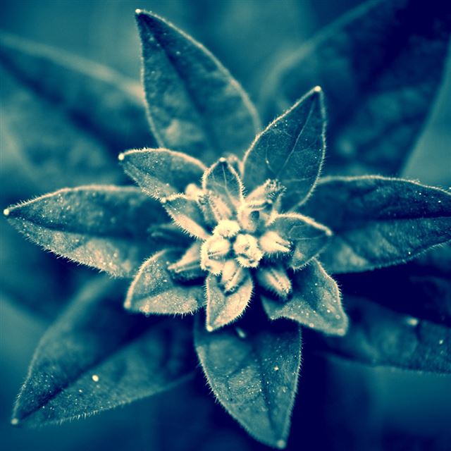 1024x1024 Blue plant - bokeh iPad Wallpaper