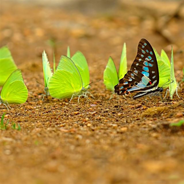 1024x1024 Butterfly close up - butterfly iPad Wallpaper