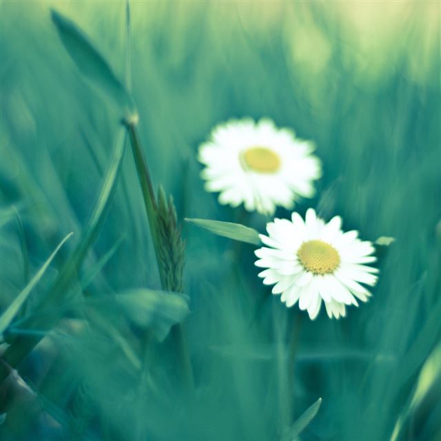 1024x1024 Two daisies - bokeh iPad Wallpaper