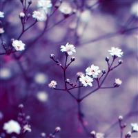 Nature Flowers Macro wallpaper