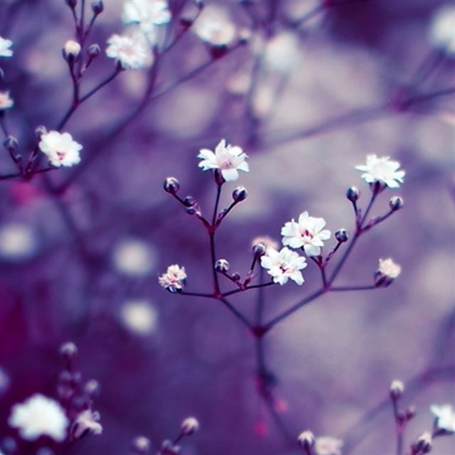 1024x1024 Nature Flowers Macro - purple iPad Wallpaper