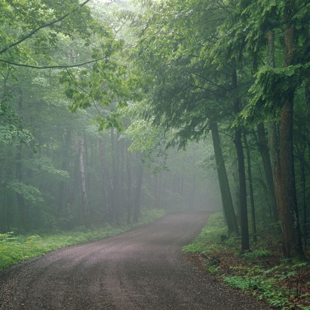 1024x1024 Earth Forest - road iPad Wallpaper