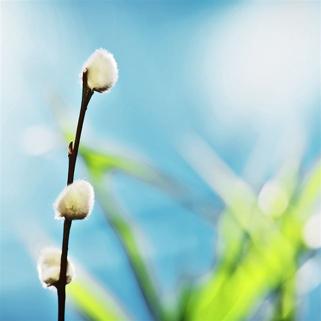 1024x1024 Willow buds - bokeh iPad Wallpaper
