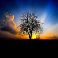 Sunrise Tree wallpaper