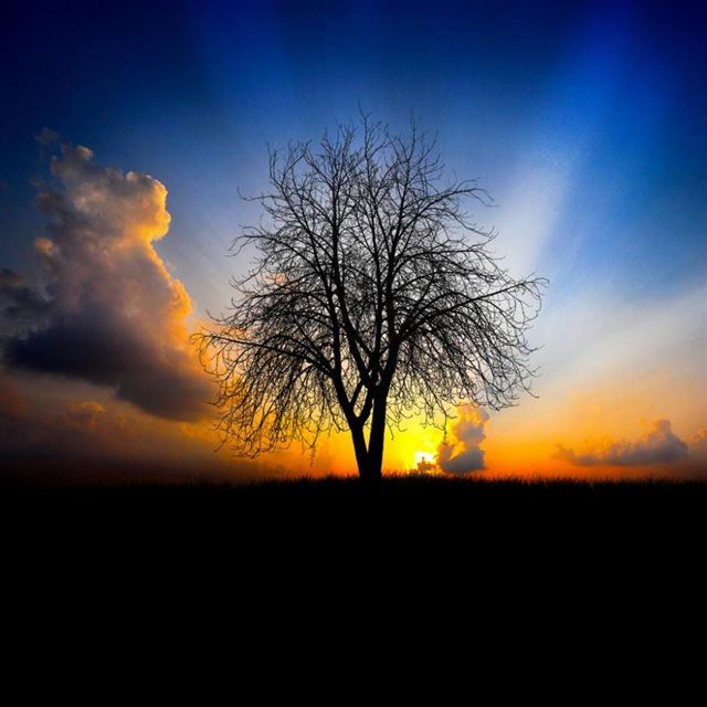 1024x1024 Sunrise Tree - orange iPad Wallpaper