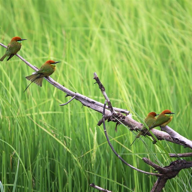 1024x1024 Docked branches bird - branches iPad Wallpaper